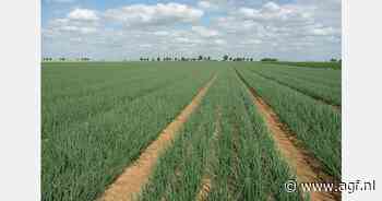 Telersorganisaties willen ook onderzoek voor uienteelt