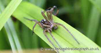 How and where rat-sized spiders are now 'thriving' in the UK after near extinction