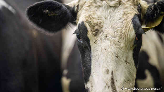 Melkaanvoer VS omlaag, vogelgriep loopt nog op