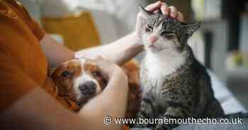 I'm a vet: This 'simple' but 'overlooked' at-home routine could save you £700