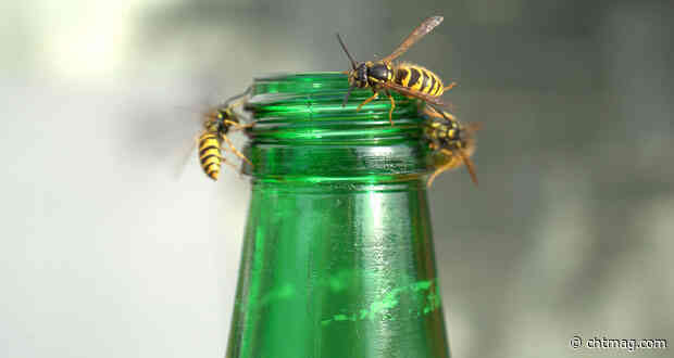 Wasps potentially stinging hospitality businesses in the pocket
