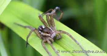 Spiders as large as rats that can run across water 'thriving' in UK