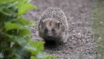 Grausam! Tierquäler aus Braunschweig wirft Igel in Mülltonnen