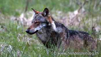 Kanton Wallis will vier Wolfsrudel zum Abschuss freigeben