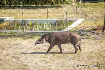 Koen Vanmechelen toont zijn tempel voor tapirs: “Ze zullen snel wennen aan hun paradijsje”