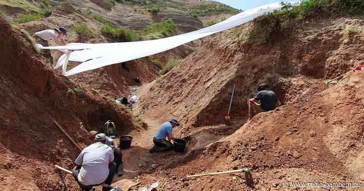 Naturkundemuseum Bamberg an Entdeckung neuer Dinosaurierart beteiligt