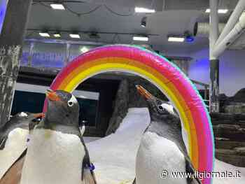 È morto Sphen, il pinguino "gay" dello zoo di Sydney