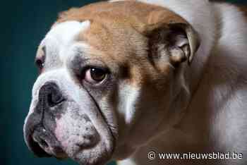 Genkenaar propt bulldog in piepkleine bench: “De hond kon zich niet uitgestrekt leggen”