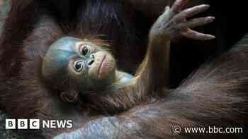Rare orangutan baby named after  mascot