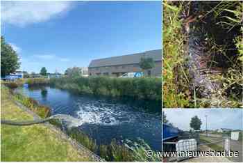 Na massale vissterfte in spaarbekken: gemeente neemt zelf maatregelen en is boosdoener op het spoor