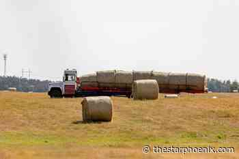 Through heat, wind and storms, Sask. harvest progresses