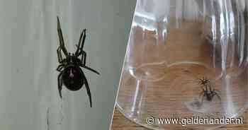 Vrouw vindt ‘giftigste spin van Nederland’ op haar muur, valse weduwe kruipt naar binnen door natte zomer