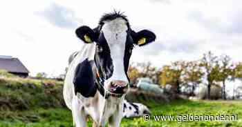 Wandelaar (67) overlijdt na ‘aanval’ van kudde koeien