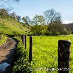 Wandelaar overleden na aanval van kudde koeien in Limburgse weide