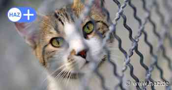 Hannovers Katzenschutzverordnung: Bußgeld, wenn Katze nicht kastriert ist