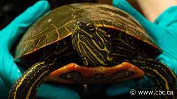 Shell-shocked turtle hit by car in Sask. returns to the wild after being nursed back to health