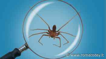 Cosa succede se ti morde un ragno violino? Risponde l'esperto