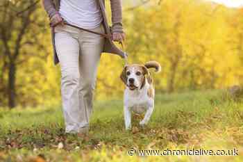 New law affecting dog and cat owners coming into force on Saturday August 24