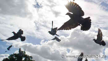 Mann schießt in Simbach Tauben vom Himmel – tote Tiere landen auf Balkon