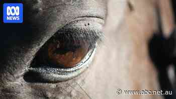 Penalty for Spirit of Tasmania ferry operator reduced by more than $70,000 after polo pony charge dismissed