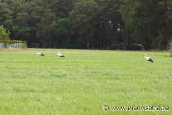Pulderbos precies weer even Planckendael