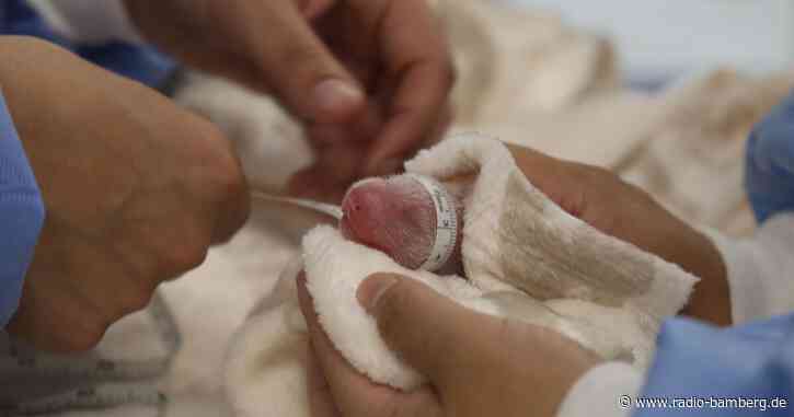 «Sie sind da» – Panda-Babys im Berliner Zoo