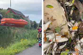 Honderden vissen sterven in waterlopen, maar niet door opzettelijke lozing: “Wel door intense regenzone na relatief droge periode”