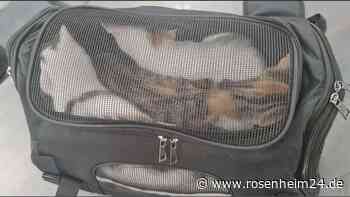 Herzzerreißend: Diese Katzen wurden einfach ausgesetzt – Polizei sucht Täter