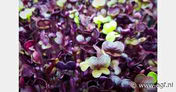 Hoe worden microgroenten geteeld?
