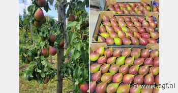 Wordt de QTee peer een succes in Noord-Amerika?