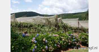 "Koudere winter in Zuid-Afrika maakt betere kiwioogst mogelijk"