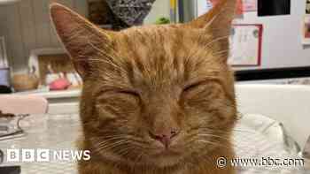 Tributes paid to much-loved city cat Teddy