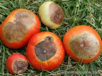 Growing Things: Tomato plants and the problem of blossom end rot