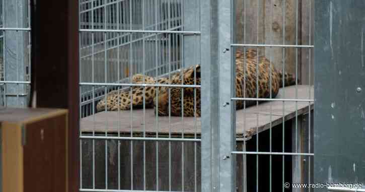 Leopard tötet Besitzer in slowakischem Privatzoo