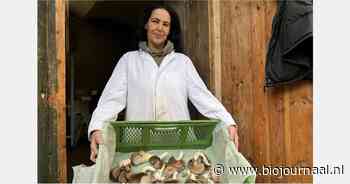 Kant-en-klare paddenstoelengerechten uit Oostenrijkse bio-teelt