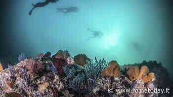 Le migliori immersioni in Italia