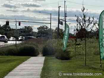 Dollar Tree owners ordered to clear weeds, brush at Sylvania Twp. property