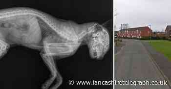 2 kittens found dead with ‘horrific’ injuries on street *warning, upsetting content*