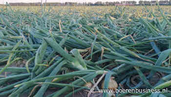 Uien volop aan strijken en bollen, maar niet overal