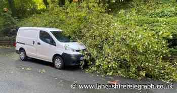 Tree surgeon reveals reason why Storm Lilian took down so many trees