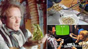 The real-life Flubber? Glob of jelly can play Pong thanks to a basic kind of memory, bizarre study reveals