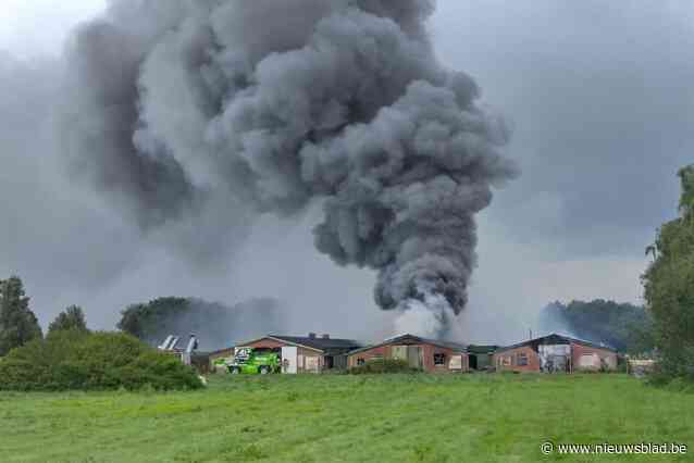 Twee stallen volledig uitgebrand bij kippenbedrijf in Merksplas, eigenaar ten einde raad: “Dit is een ware nachtmerrie”