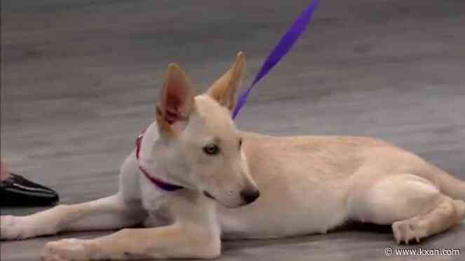 Georgetown Animal Shelter gears up for 'Clear the Shelters'