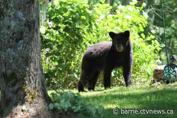 Muskoka man faces hefty fine for possessing 3 black bear gall bladders