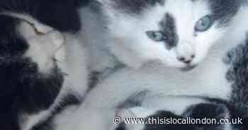 Cute kittens dumped in cardboard box in park