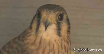 Rehabilitated bird injured in B.C. wildfire to be released back into the wild