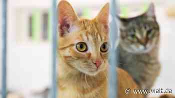 Eine gigantische Flut an Katzen überfordert jetzt Deutschlands Tierheime