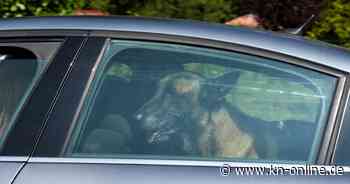 Alain Delon: Warum sein Hund am Leben bleibt und nicht mit ihm bestattet wird