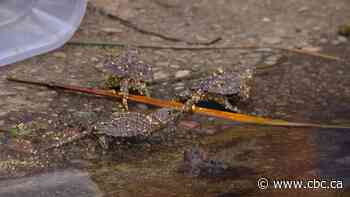 Why 112 baby snapping turtles are getting released at a Quebec provincial park