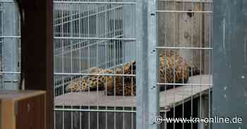 Slowakei: Leopard tötet Besitzer in slowakischem Privatzoo